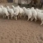 بهم حري مراح واحد