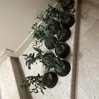اشجار اخت الجديد 9 حبات 150 نظاف مره 150 سعر