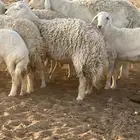 غنم حريات رخال حرش