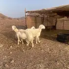 ضان