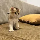 قطط كيتن سكوتش ستريت وفولد للبيع
