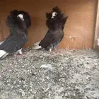 جاكوبين انثى