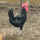 للبيع ثلاثة ديك بلدية