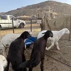 رخال سواكن مقنى او ذبايح (تم البيع )