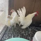 دجاج جبانيز