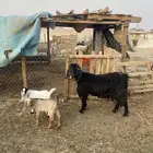 عنز متوم