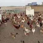 ديوك ودجاج بلدي