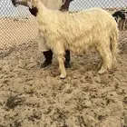 فحل عيسي صنف