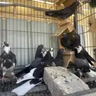 حمام قطيفي