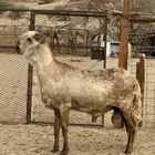 فحل سواكني درماني