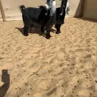 للبيع عنزين مضاريع