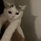 قطط للبيع سليم مافيه اي مرض سكوتش فولد