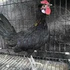 دي عربي افرق
