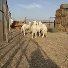 طليان لباني تم البيع