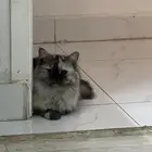 قط شيرازي
