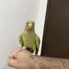 دره هندي كان اليف وانهمل صحه ونظافه وفيه عض