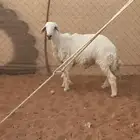 خروف للبيع