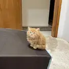 ذكر هملايا معاه حمام واكله والتراب