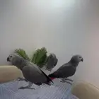 افروخ كاسكو