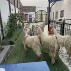 جده حي الفضيليه