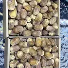 تمر رشودي متوفر كميه محدوده