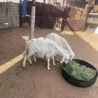 رخال العد 3 العمر 4شهور وفوق الحد 850 نهايه لايتصال غيرصامل