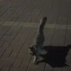 حصلت قط ضائع