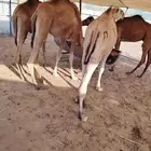 قعدان صومالي أوزان ممتازه من جده