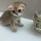قطط سكواتش