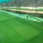 اازولا نقيه خاليه من الطحالب والريم للزراعه لغرض التعليف منه