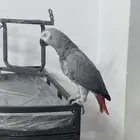 ببغاء كاسكو افريقي