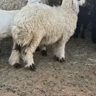 رخل للبيع