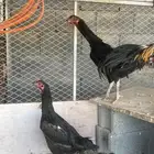 طقم شامو ياباني