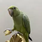 دره هندي أليف هدد عرض