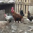 دجاج بلدي بياض للبيع