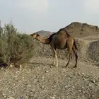 ملاقي حمرا طيبة
