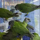 سنقالي - يويو