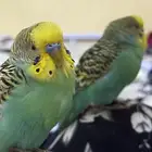 عصفور بادجي ضايع