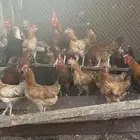 دجاج