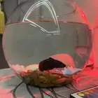 سمكه الفايتر