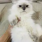 قطه للبيع عمرها 3 شهور ونص