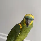 بغبغاء امزوني