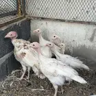 فروخ رومي