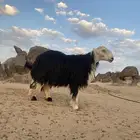 طلي فحل نجدي