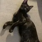 قطه للتبني