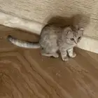 قطة سكوتش سيلفر للبيع