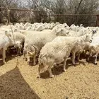 غنم حرش طيبه