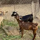 بهم خمسه الى سته شهور العمر