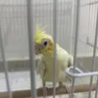 ببغاء الكروان