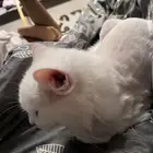 2قطط للبيع
